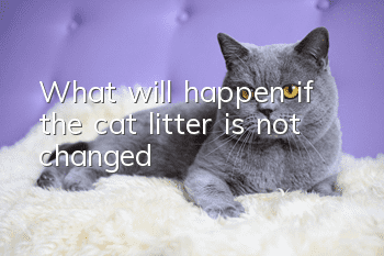 What will happen if the cat litter is not changed?