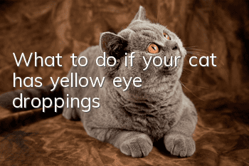 What to do if your cat has yellow eye droppings
