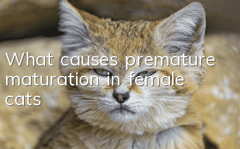 What causes premature maturation in female cats