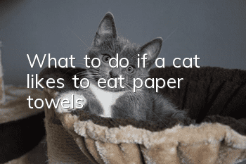 What to do if a cat likes to eat paper towels