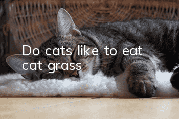 Do cats like to eat cat grass?
