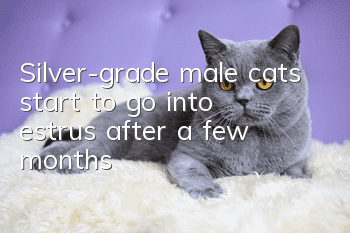 Silver-grade male cats start to go into estrus after a few months