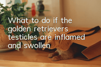 What to do if the golden retriever’s testicles are inflamed and swollen