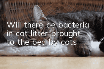 Will there be bacteria in cat litter brought to the bed by cats?