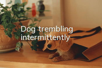 Dog trembling intermittently