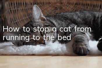 How to stop a cat from running to the bed