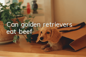 Can golden retrievers eat beef?