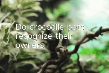 Do crocodile pets recognize their owners?