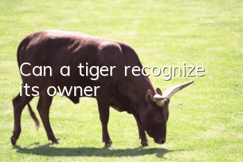Can a tiger recognize its owner?