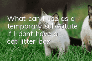 What can I use as a temporary substitute if I don’t have a cat litter box?
