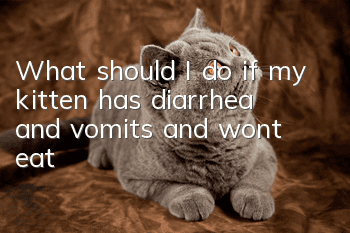 What should I do if my kitten has diarrhea and vomits and won’t eat?