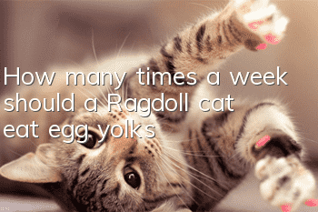 How many times a week should a Ragdoll cat eat egg yolks?