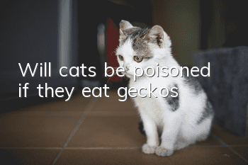 Will cats be poisoned if they eat geckos?