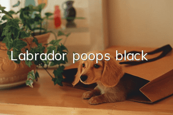 Labrador poops black