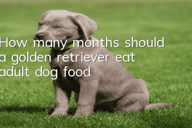 How many months should a golden retriever eat adult dog food?