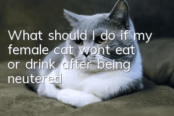 What should I do if my female cat won’t eat or drink after being neutered?