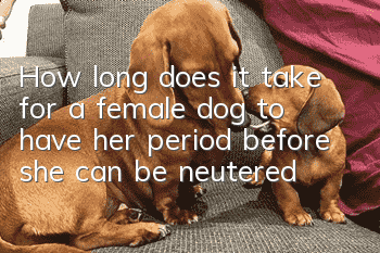 How long does it take for a female dog to have her period before she can be neutered?