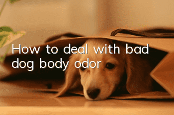 How to deal with bad dog body odor