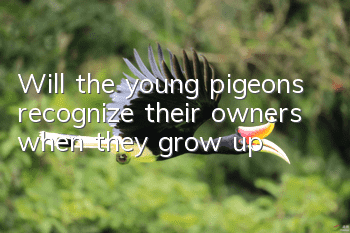 Will the young pigeons recognize their owners when they grow up?