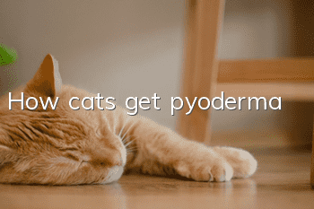 How cats get pyoderma