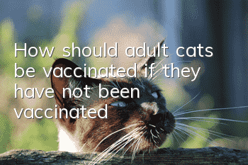 How should adult cats be vaccinated if they have not been vaccinated?