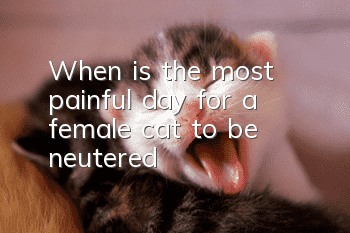 When is the most painful day for a female cat to be neutered?