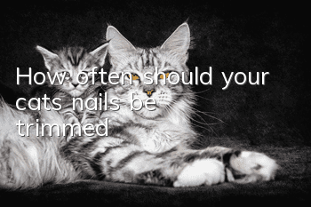 How often should your cat’s nails be trimmed?