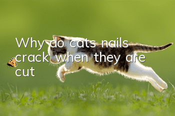 Why do cats’ nails crack when they are cut?