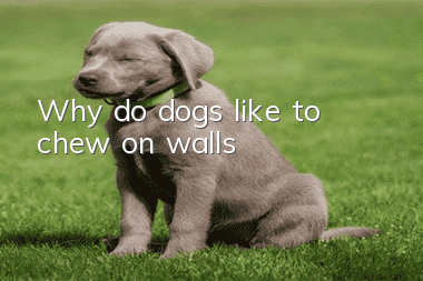 Why do dogs like to chew on walls?