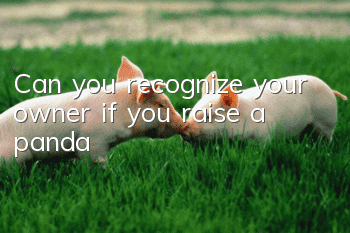 Can you recognize your owner if you raise a panda?