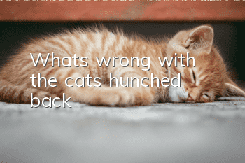 What's wrong with the cat's hunched back?