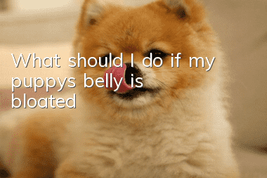 What should I do if my puppy’s belly is bloated?