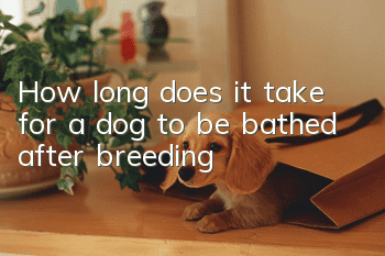 How long does it take for a dog to be bathed after breeding?