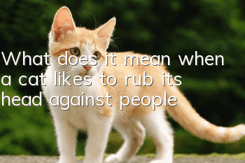 What does it mean when a cat likes to rub its head against people?