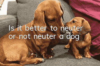 Is it better to neuter or not neuter a dog?
