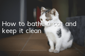 How to bathe a cat and keep it clean