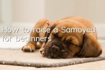 How to raise a Samoyed for beginners