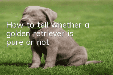 How to tell whether a golden retriever is pure or not?