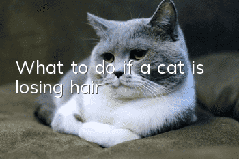 What to do if a cat is losing hair