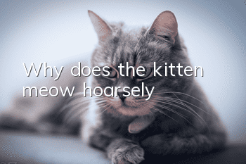 Why does the kitten meow hoarsely?