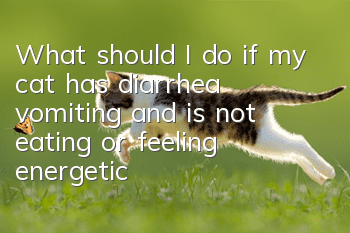 What should I do if my cat has diarrhea, vomiting, and is not eating or feeling energetic?