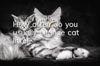How often do you usually change cat litter?