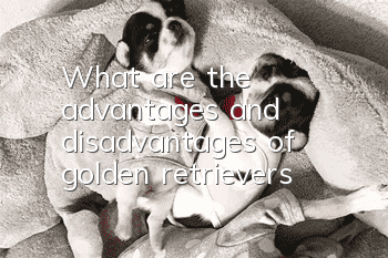What are the advantages and disadvantages of golden retrievers?