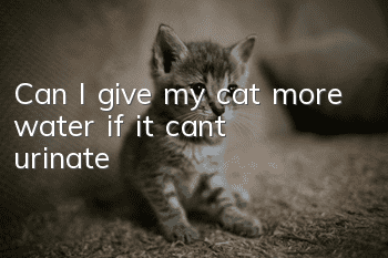 Can I give my cat more water if it can’t urinate?