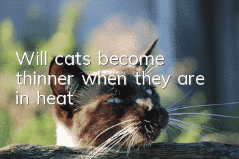 Will cats become thinner when they are in heat?
