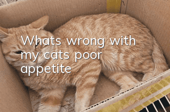 What's wrong with my cat's poor appetite?