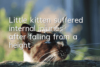Little kitten suffered internal injuries after falling from a height