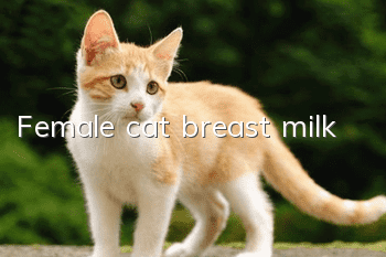 Female cat breast milk