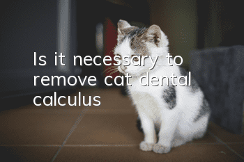 Is it necessary to remove cat dental calculus?