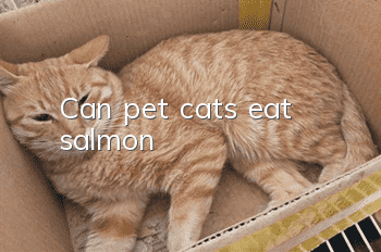 Can pet cats eat salmon?